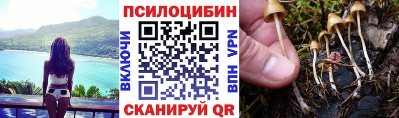 Псилоцибиновые грибы Psilocybe  Духовщина 